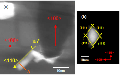 Images obtained by electron tomography technique