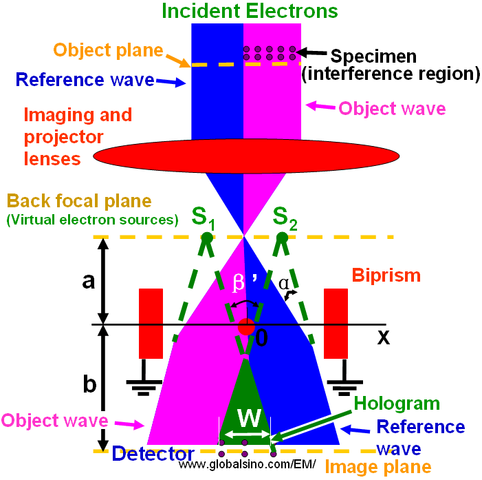 schematic diagram of off-axis electron holography in transmission electron microscope