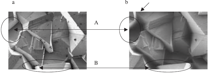 Influence of detector position on SEM images