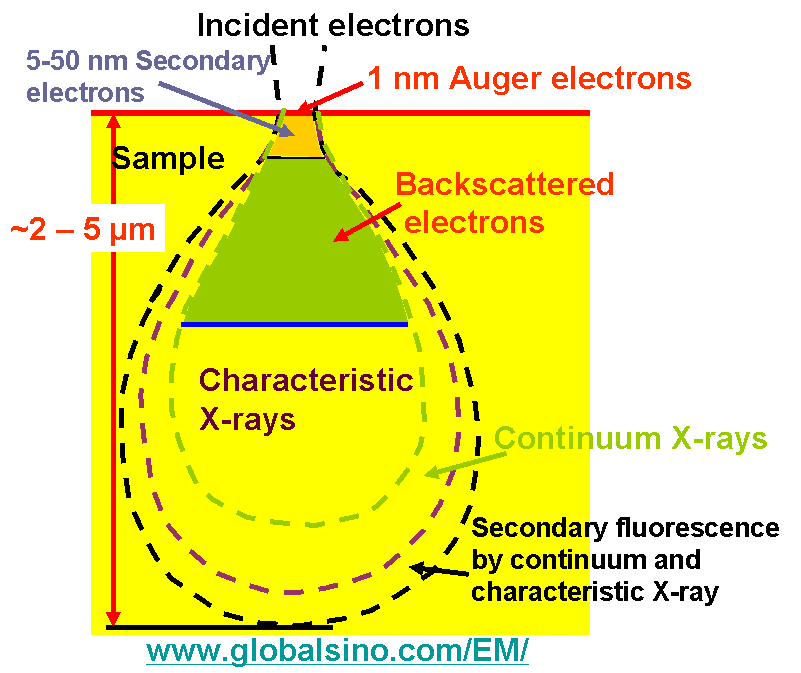 The interaction volumes for generations of secondary electrons, Auger electrons, backscattered electrons, characteristic X-rays, continuum X-rays, and secondary fluorescence (X-rays). 
