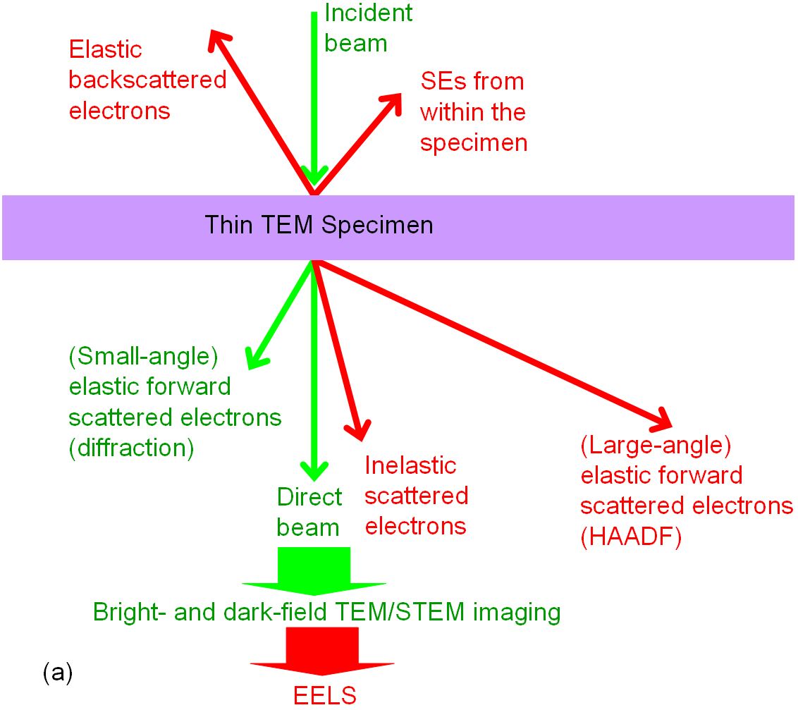 Coherence of various scattered electron rays